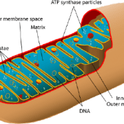 Mitochondion Image